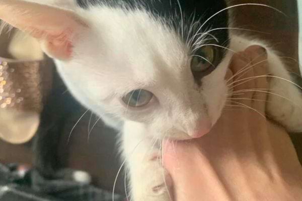 Chat blanc aux oreilles roses mord la main.