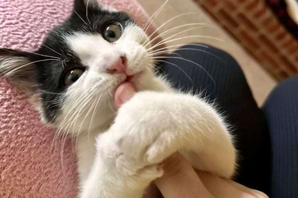 Chat blanc et noir mordille un pouce.