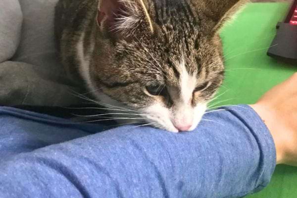 Chat brun mord un bras en pyjama.