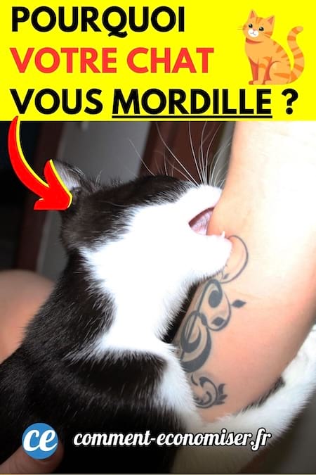 un chat noir et blanc qui mordille le bras de son maître