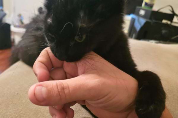 Chat noir mord une main.