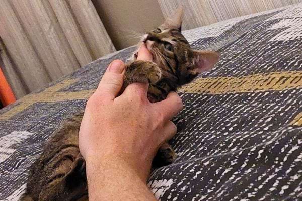 Chat tigré mord les doigts.
