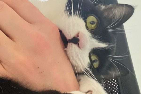 Chat noir et blanc fixe en mordant fort.