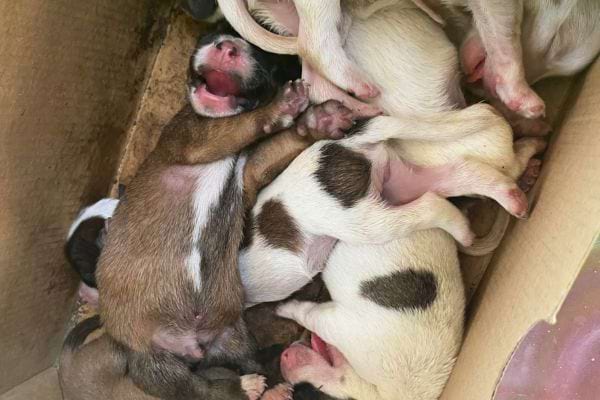 Des chiots tout juste nés, allongés pêle-mêle dans un carton.