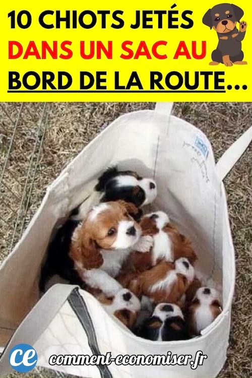 Plusieurs chiots dans un sac blanc 