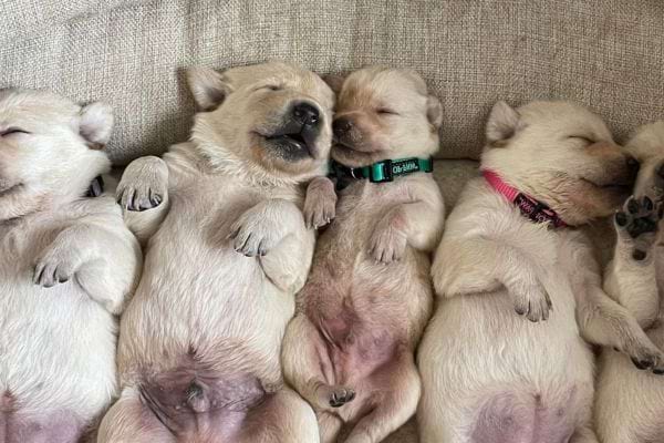 Quatre chiots blancs dorment sur le dos, collés les uns aux autres.