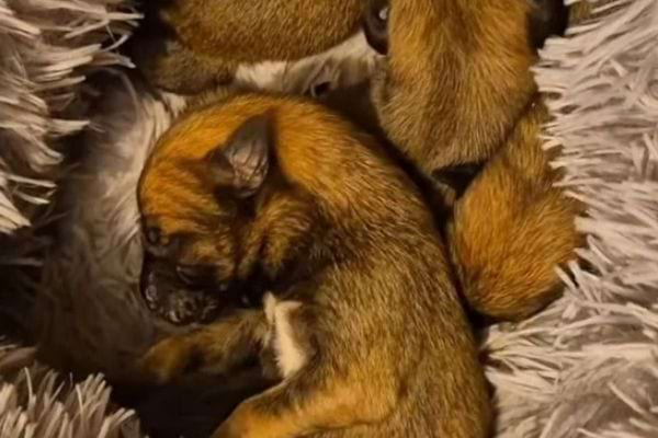 Plusieurs chiots brun clair dorment serrés dans un coussin doux.