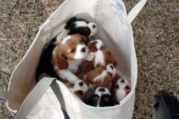 Des chiots entassés dans un sac en toile, l'air curieux et mignon.