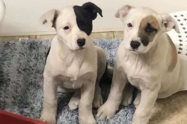 Deux chiots blancs avec des taches noires posent côte à côte.