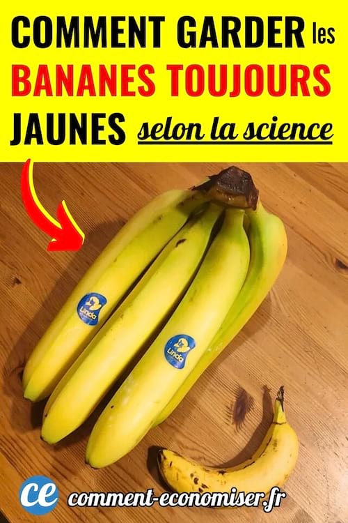 Des bananes jaunes qui ont été bien conservées