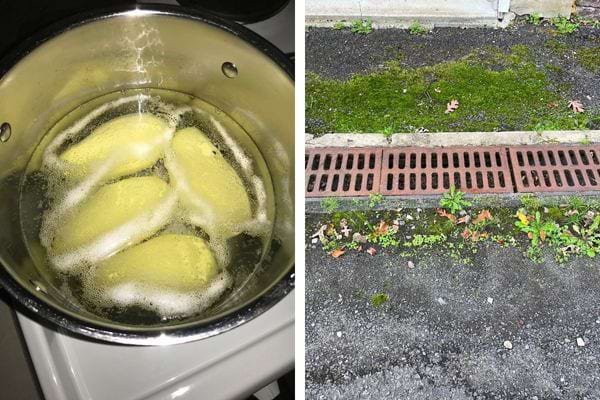 Eau de cuisson de pommes de terre et mousse sur bitume.