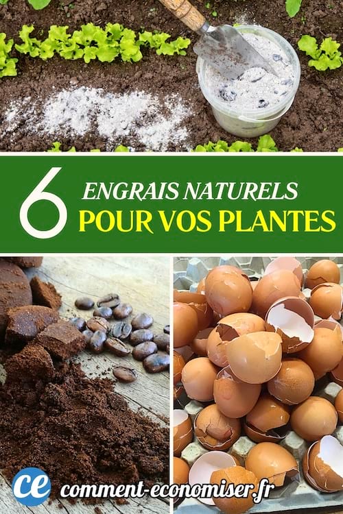 Trois engrais naturels pour les plantes.