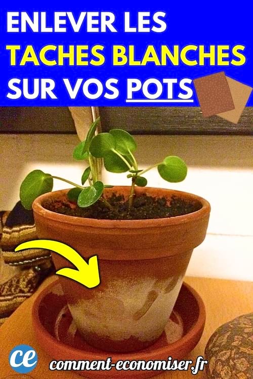 Un pot en terre cuite avec des taches blanches de calcaire, contenant une plante verte, posé sur une soucoupe.