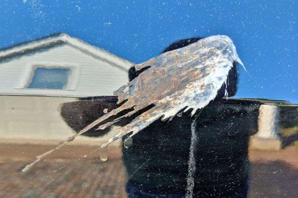 Grosse fiente séchée sur une carrosserie noire.