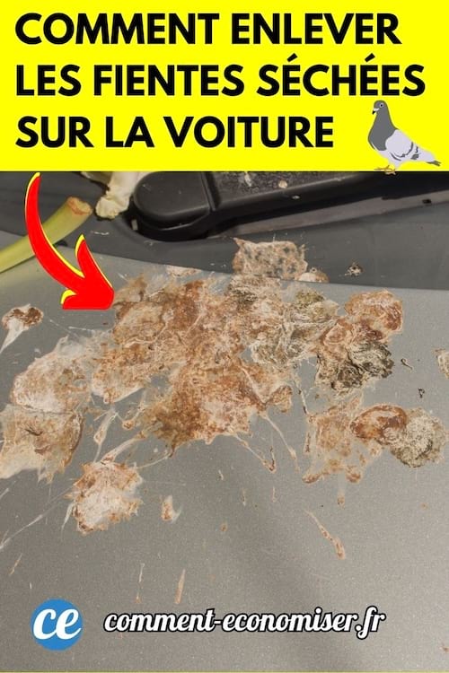 Plusieurs fientes d'oiseaux