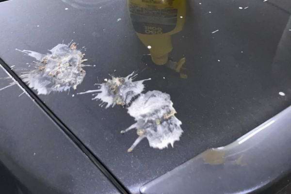 Trois fientes incrustées sur un coffre de voiture.