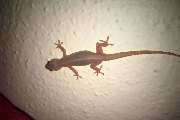 Lézard collé sur un mur blanc la nuit.