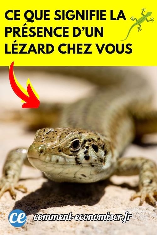 Gros plan sur lézard