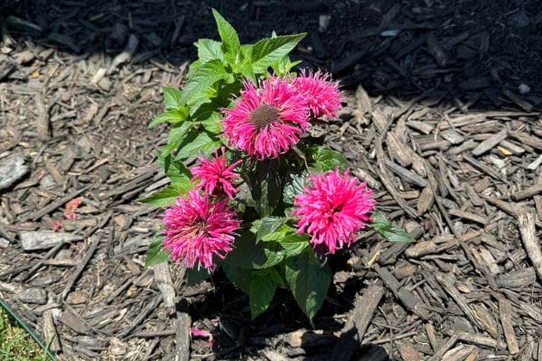 Petit plant de vivace aux fleurs roses éclatantes.
