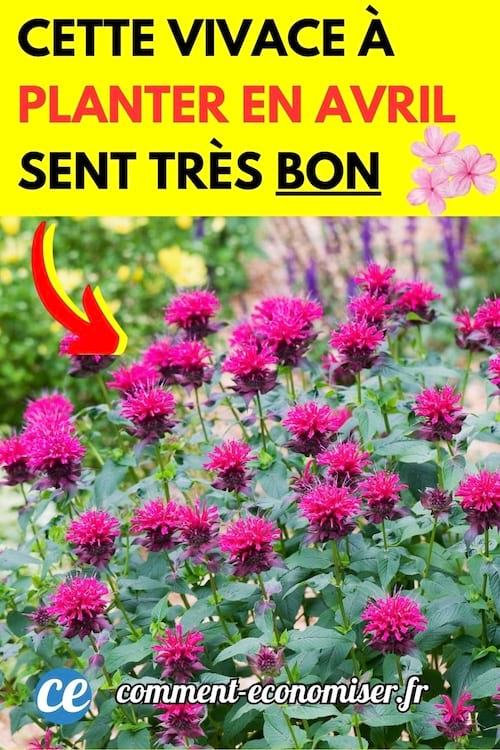 un massif de monarde dans un jardin