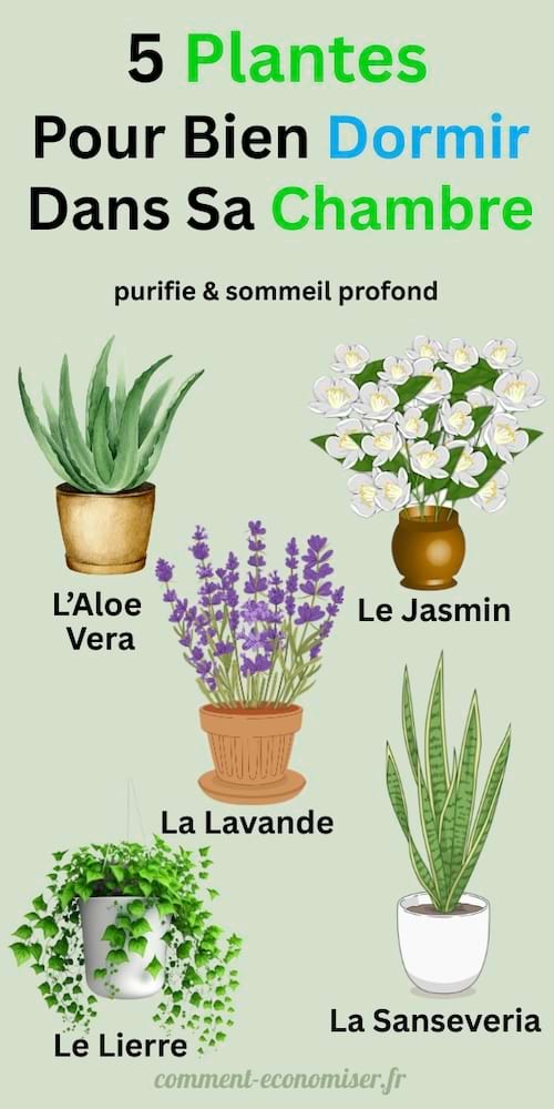 Illustration de cinq plantes recommandées pour bien dormir dans sa chambre.