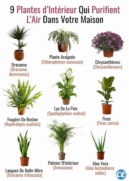Différentes plantes d’intérieur qui purifient l’air de la maison.