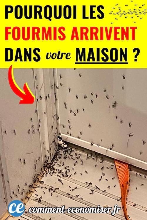 Pleins de fourmis qui sont dans le coin de la porte à la maison