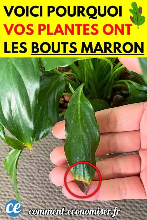 Une main tenant une feuille de plante dont l’extrémité est brunie.