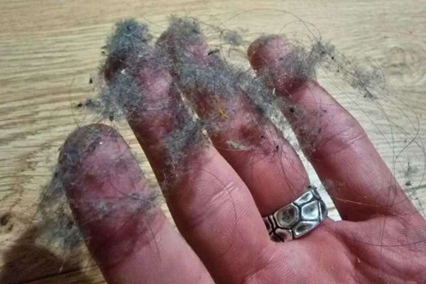 Doigts couverts de poussière et poils accumulés.