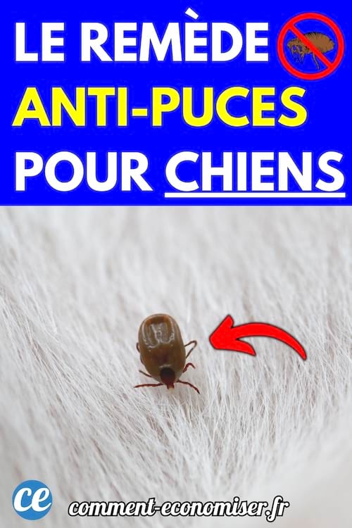 Une puce visible sur le pelage clair d&rsquo;un chien.