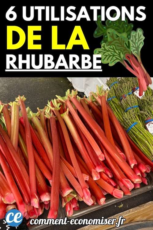 Plusieurs rhubarbes étalées sur une table 