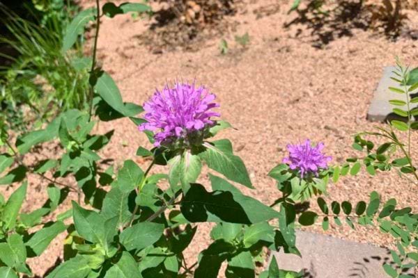 Vivace aux fleurs violettes poussant au soleil.