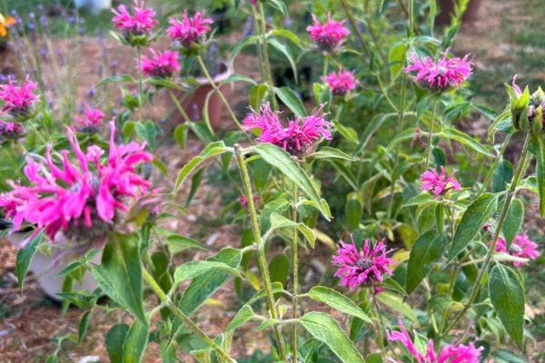 Tiges fines avec de nombreuses fleurs roses en jardin.