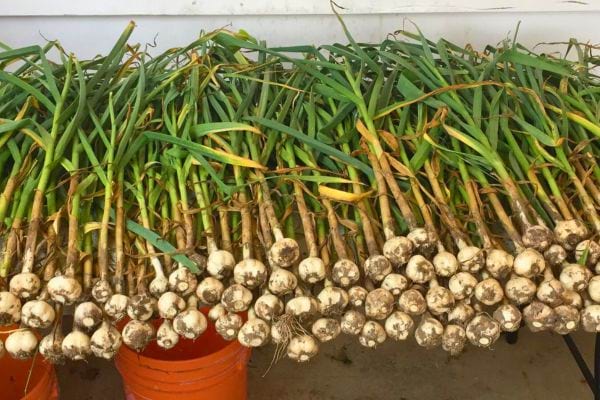 Ail fraîchement récolté aligné sur une table.