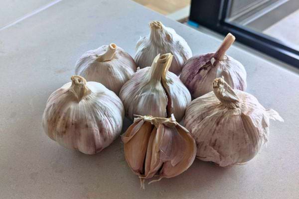 Plusieurs têtes d’ail posées sur une table.