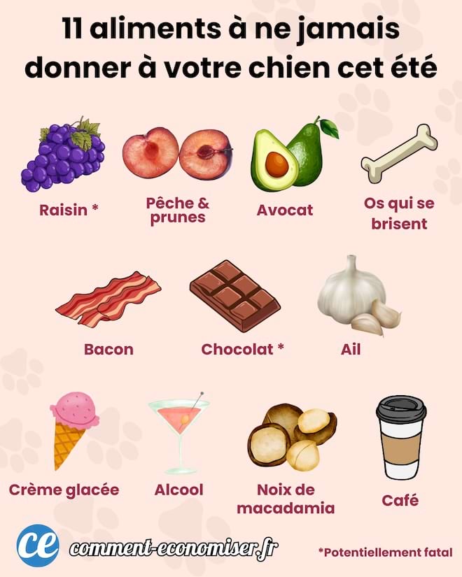Aliments à ne jamais donner à votre chien cet été