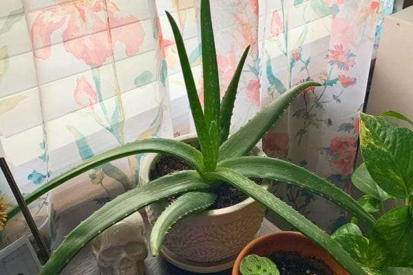 Aloe vera aux longues feuilles épaisses et dentelées.