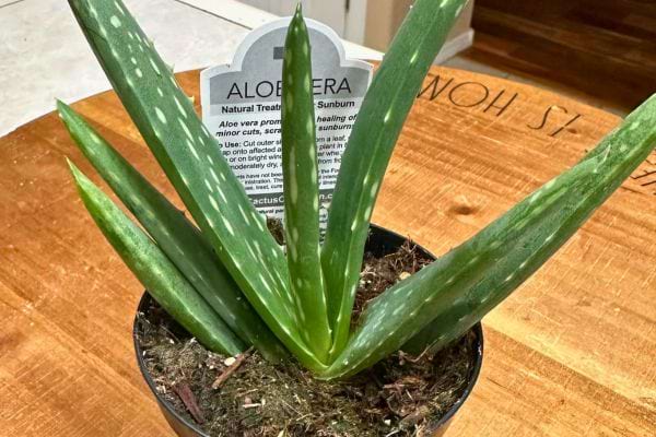 Une plante d’aloe vera en pot sur une table.