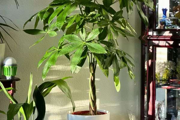 Arbre tropical à tiges tressées dans un salon ensoleillé.