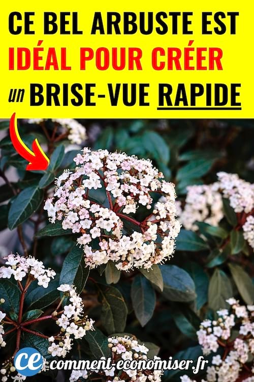 Un arbuste laurier-tin qui est parfait pour faire un brise-vue rapidement