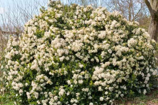 Grand arbuste rond entièrement fleuri en blanc.