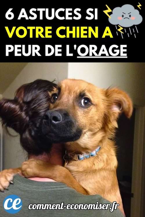 Chien effrayé dans les bras de sa maîtresse, regard inquiet.