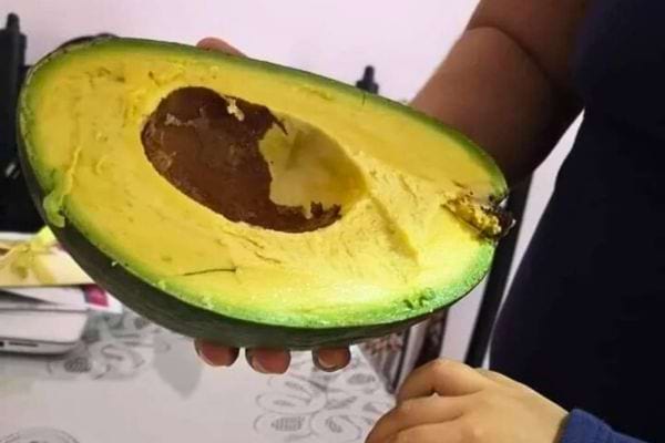 Un avocat mûr avec un noyau abîmé.