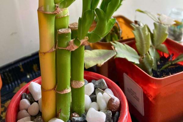 Un bambou de la chance dans un pot rouge avec des cailloux blancs.