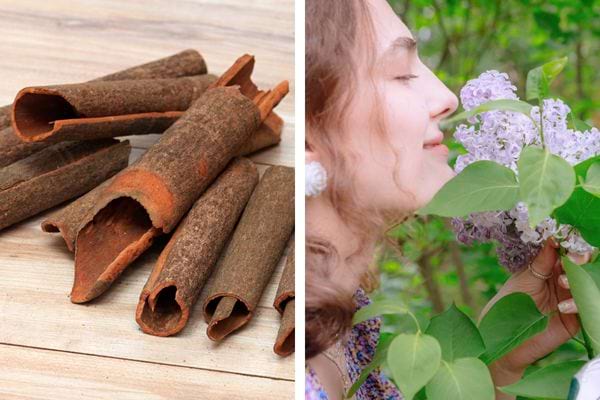 Bâtons de cannelle et femme sentant une fleur.