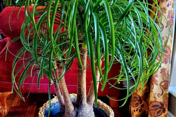 Un beaucarnea à tronc épais et feuilles fines retombantes.