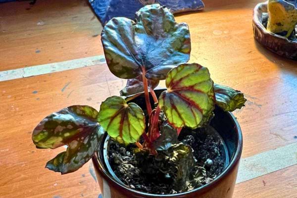 Un bégonia rex aux feuilles sombres avec des reflets métalliques.