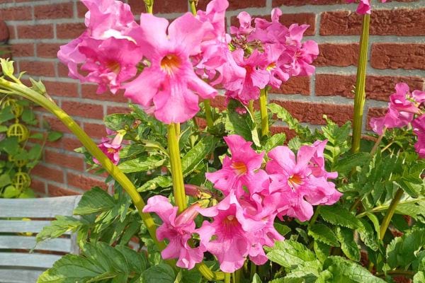Fleurs roses de bignone grimpant contre un mur.