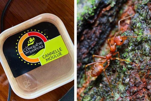 Boîte de cannelle moulue et une fourmi rouge sur une écorce.