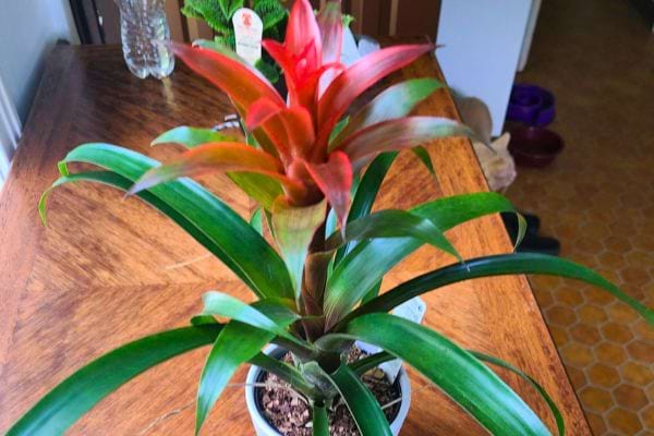 Une broméliacée avec une fleur rouge vif et feuillage vert brillant.